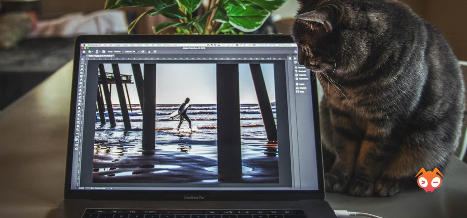 cat looking at computer screen